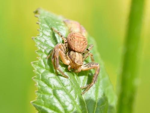 Xysticus sp.
